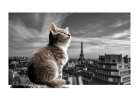 The Eiffel Cat Art Print