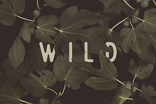 Wild NAo1 Art Print