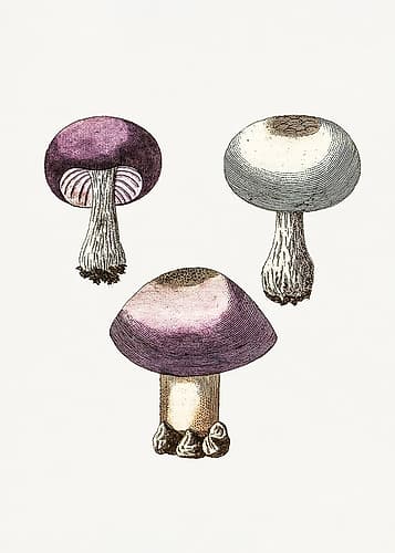 Hand Darwn Violet Webcap Mushroom Nature Print