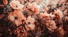 Coral Wild Peony Art Print