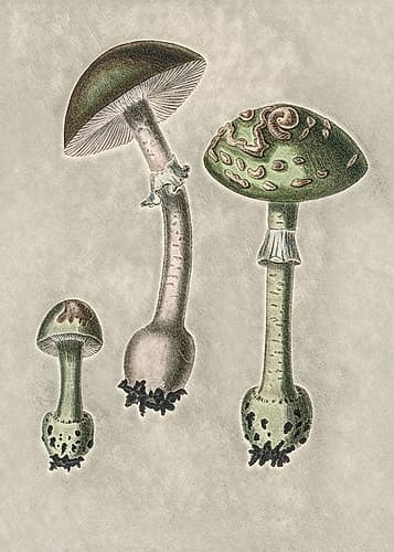 Amanita Muscaria Remix Green Nature Print