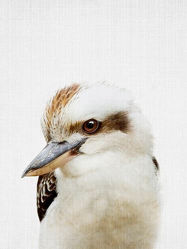 Peekaboo Kookaburra Minimalist Print