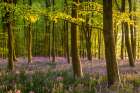Bluebell Woodland Art Print