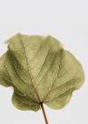 Abutifolia Noe Art Print by Shot by Clint