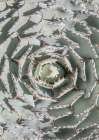 Agave Art Print by Shot by Clint