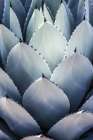 Blue Agave Side Art Print by Shot by Clint