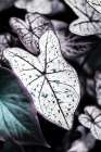 Botanical Saphire Art Print by Shot by Clint