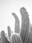 Cactus Art Print by Shot by Clint
