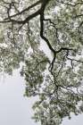 Coastal Forest Art Print