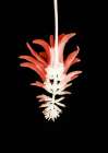 Coral Tree Flower Art Print by Shot by Clint
