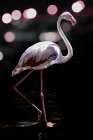 Dancing Flamingo Art Print by Shot by Clint