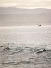 Dolphin Art Print by Shot by Clint