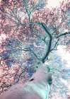 Fever Tree Art Print by Shot by Clint