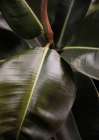 Ficus Bubu Art Print by Shot by Clint