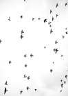 Flight a Freedom No3 Art Print by Shot by Clint