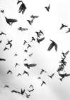 Flight a Freedom No5 Art Print by Shot by Clint