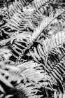Forest Fern Art Print by Shot by Clint