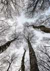 Forest No1 Art Print by Shot by Clint