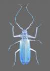 Insect Evolution Art Print