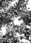 Japanese Garden 04 Art Print by Shot by Clint