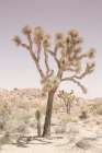Joshua Tree Art Print by Shot by Clint
