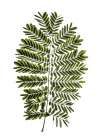 Leaf Study 02 Art Print by Shot by Clint