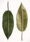 Leaf Study 05 Art Print by Shot by Clint