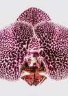 Leopard Orchid Art Print by Shot by Clint