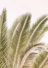 Oasis Palm 01 Oa 01 Art Print by Shot by Clint
