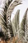Palm Love Art Print by Shot by Clint