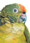 Parrot Art Print by Shot by Clint