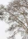Plain Tree Art Print by Shot by Clint