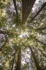 Reedwood Forest Art Print by Shot by Clint