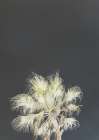 Robusta Art Print by Shot by Clint