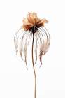Dry Jelly Fish Flower Art Print