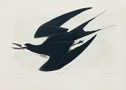 Sooty Tern From Birds of America (1827) Art Print