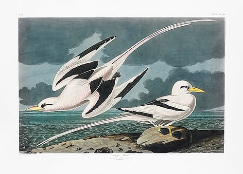 Tropic Bird From Birds of America (1827) Art Print