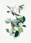 Warbling Flycatcher From Birds of America (1827) Art Print