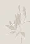 Line art lillies in white Art Print