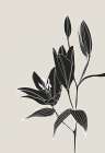 Line art lillies in black Art Print