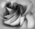 Shades Of A Rose Art Print