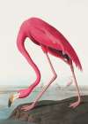 Pink Flamingo Ii From Birds of America (1827) Art Print