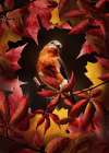 Bird Autumn Art Print