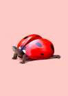 Ladybug Turtle Art Print
