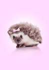 Curvy Hedgehog Art Print
