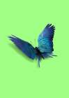 Parrot Butterfly Art Print