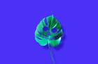 Monstera Art Print