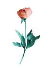 Flower Power #1 Art Print