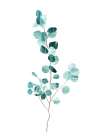 Eucalyptus Art Print by Goed Blauw
