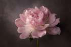 Peony Art Print